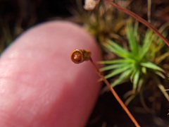 Polytrichum pallidisetum