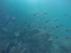 Haemulon maculicauda