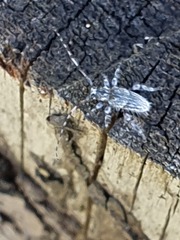 Hexatricha pulverulenta