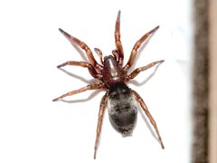 Scotophaeus