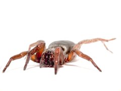 Scotophaeus