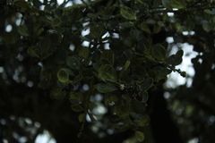 Ilex kunthiana
