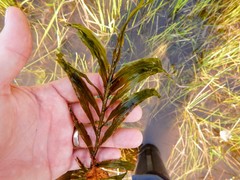 Potamogeton robbinsii