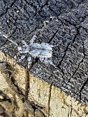 Hexatricha pulverulenta