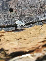 Hexatricha pulverulenta