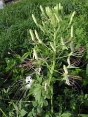 Tarenaya longicarpa