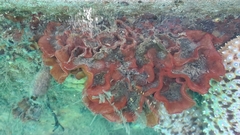 Watersipora subtorquata