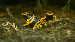 Dendrobates leucomelas
