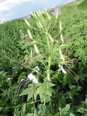Tarenaya longicarpa