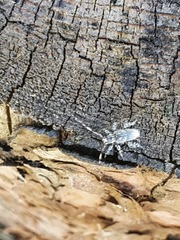 Hexatricha pulverulenta