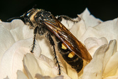 Campsomeris bistrimacula