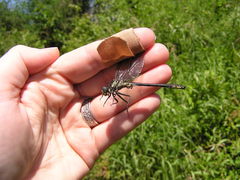 Phanogomphus descriptus