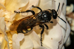 Campsomeris bistrimacula