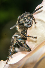 Campsomeris bistrimacula