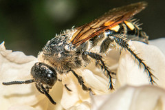 Campsomeris bistrimacula