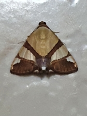 Eulepidotis julianata