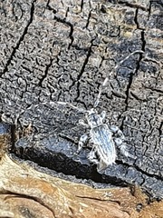 Hexatricha pulverulenta