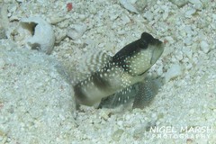 Cryptocentrus cinctus