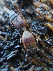 Drymus brunneus