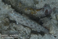 Ctenogobiops pomastictus