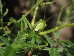 Terpandrus