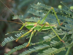 Terpandrus