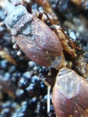Drymus brunneus
