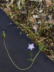Wahlenbergia gracilenta
