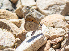 Lycaena boldenarum