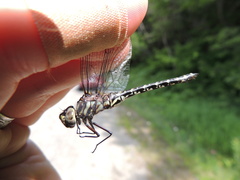 Gomphaeschna furcillata