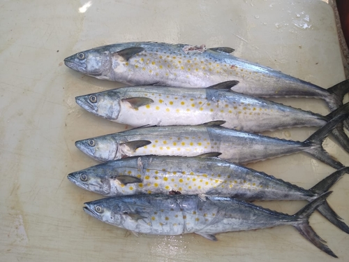 Pacific sierra (Scomberomorus sierra) — Scombridae — 2