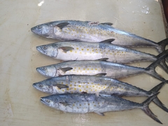 Scomberomorus sierra