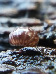 Glomeris intermedia
