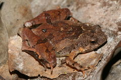 Microhyla berdmorei