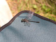 Stylogomphus albistylus