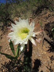 Trichocereus schickendantzii