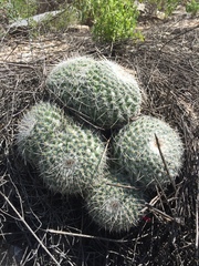 Mammillaria parkinsonii