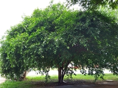 Ficus pertusa