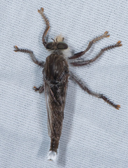 Promachus truquii