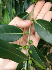 Ficus pertusa