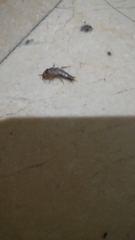 Lepisma