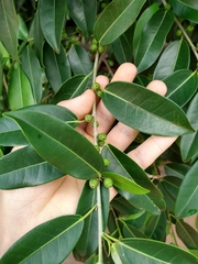Ficus pertusa