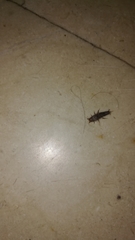 Lepisma