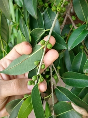Ficus pertusa