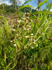 Baccharis trinervis