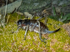 Deinacrida connectens