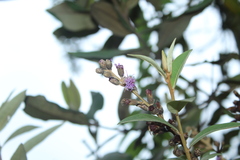 Lepidaploa karstenii