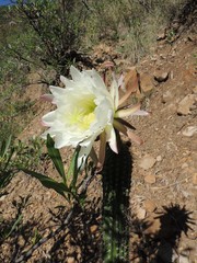 Trichocereus schickendantzii