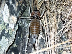 Deinacrida connectens