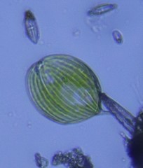 Phacus orbicularis